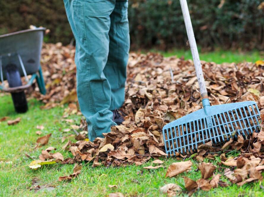 Das Bild zeigt eine Person in grüner Arbeitskleidung, die mit einem Laubrechen trockenes Herbstlaub auf einer Rasenfläche zusammenkehrt. Im Hintergrund steht eine Schubkarre, die zum Abtransport des gesammelten Laubs genutzt werden kann.
